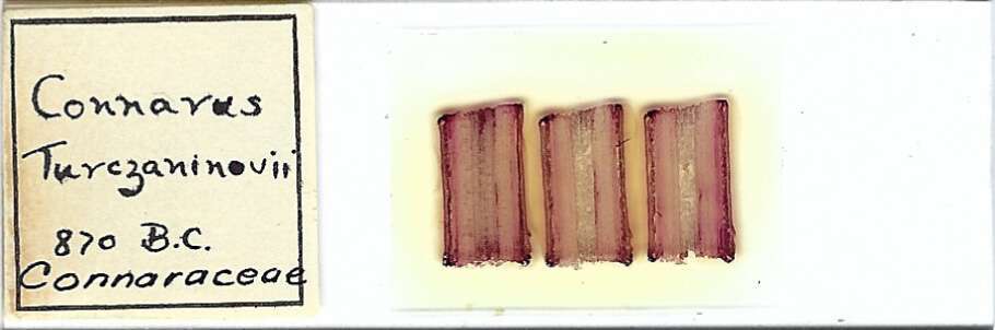 Connarus turczaninowii Microscope Slide