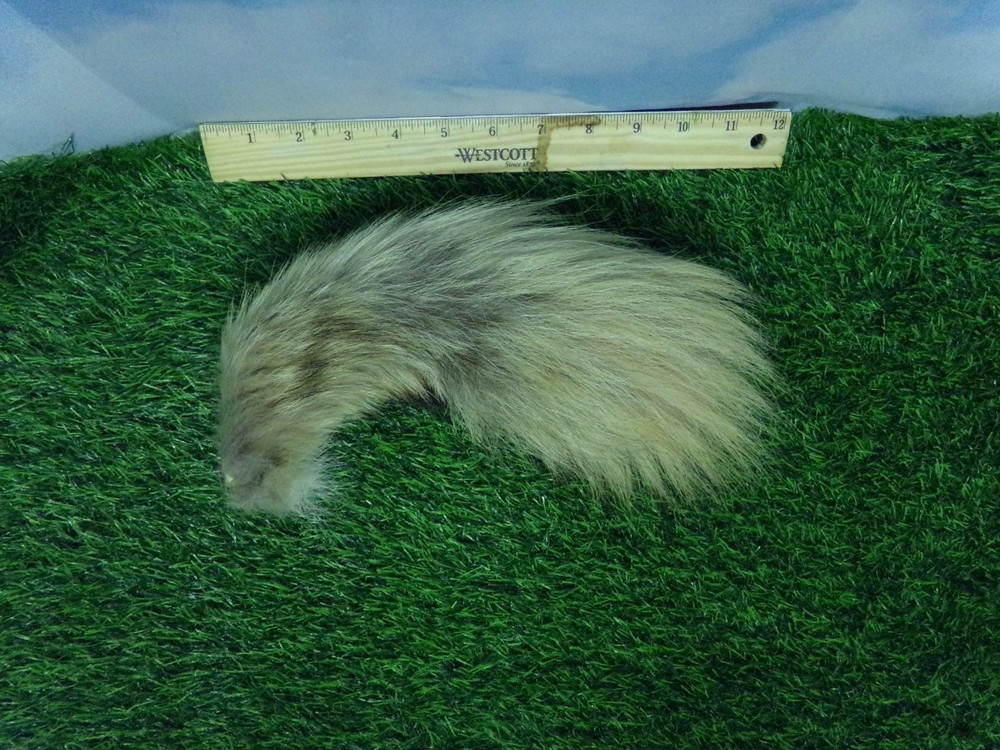 COYOTE SMALL TAIL REAL