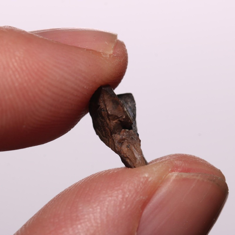 Triceratops Tooth - Hell Creek Formation Cretaceous