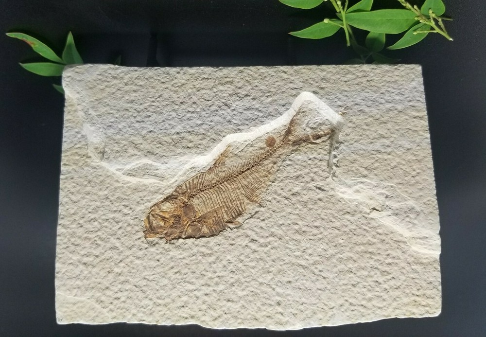 Fish Fossil (FF3) Knightia Alta