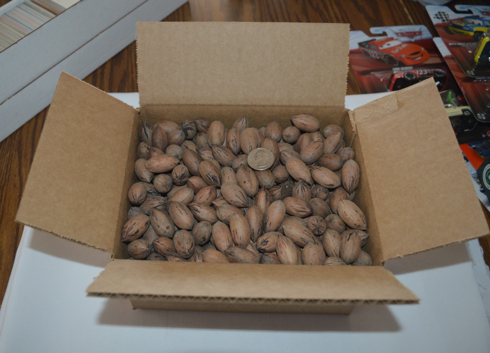 2025 CROP TEXAS NATIVE PECANS FOR SQUIRRELS - 4 POUNDS !!