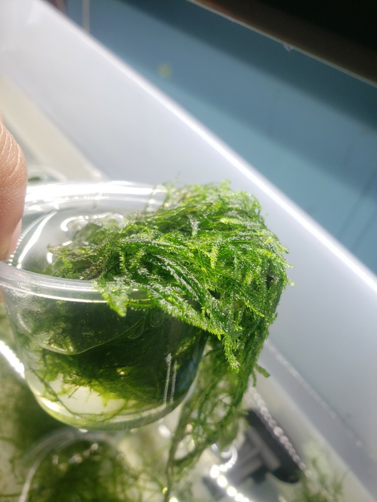 Java Moss Easy Live Aquarium Plant BUY 2 GET 1 FREE ✅💪