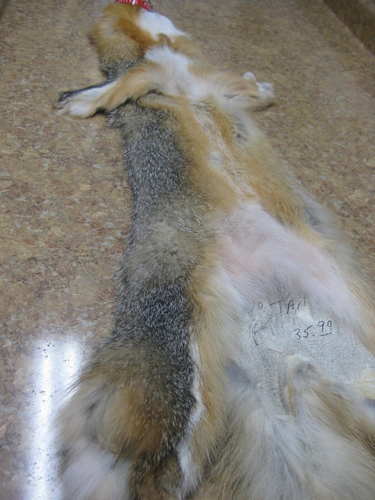 Tanned Grey Fox Damaged #0011976 Row A-1