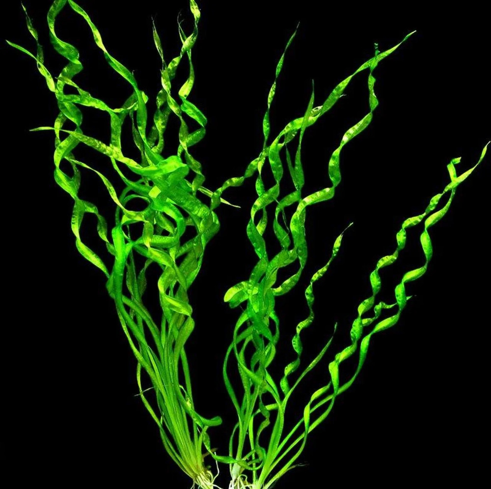 Vesuvius Sword Echinodorus Vesuvius