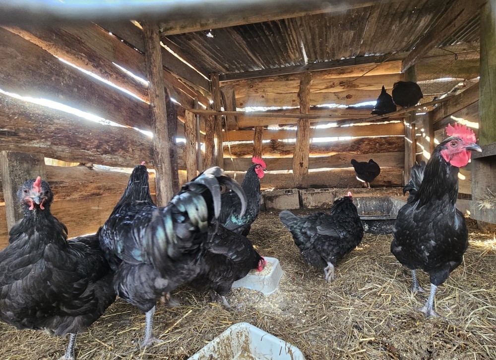 12 Australorp Chicken Hatching Eggs