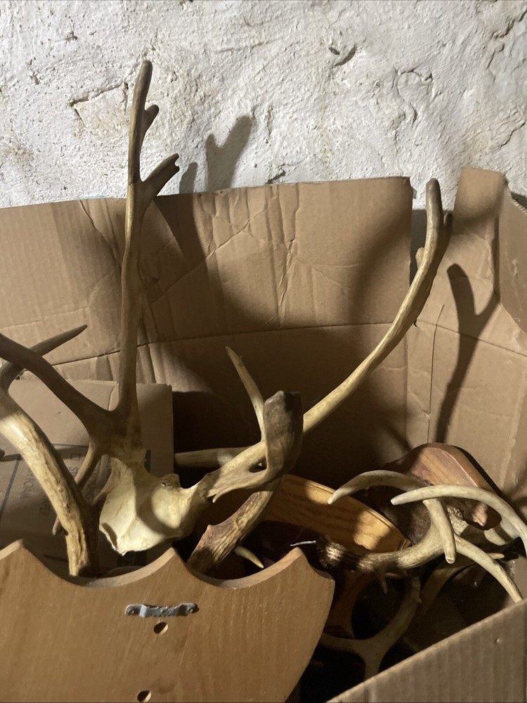 Cuernos De Venado
