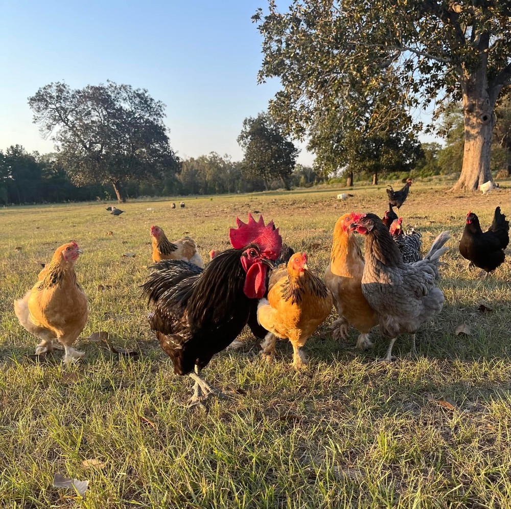24 Chicken Egg ( Rare breeds Mix )