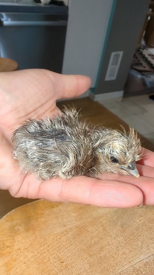 10 +Extras Chocolate partridge silkie hatching eggs