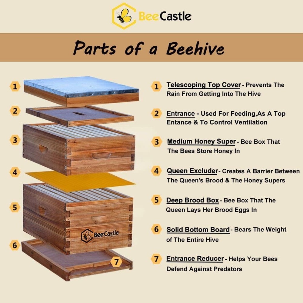 Elegant 8 Frame Langstroth Hive: Beeswax Coated, Modern Design & Starter Kit