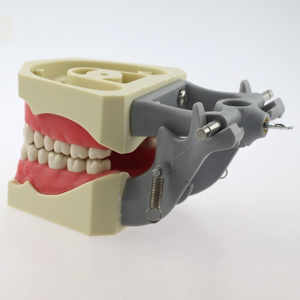 Dental Typodont Teeth Model Columbia 860 32 Removable Teeth Training Dentoform