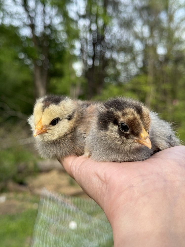 6+ Organically Raised Fertile Easter Egger Chicken Hatching Eggs