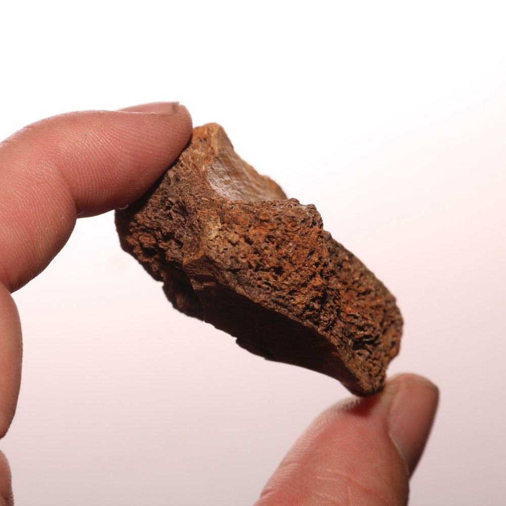 Gorgeous Dinosaur Vertebrae Process Bone Fossil Hell Creek Formation Cretaceous