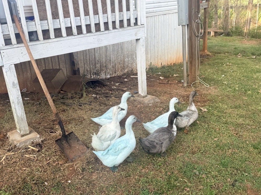 Sliver/black/blue Swedish 12 Hatching Eggs.