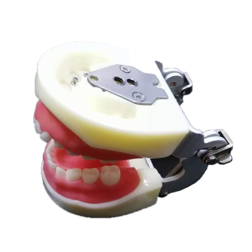 Typodont Child Teeth Model with 24pcs Removable Teeth Compatible with Kilgore...