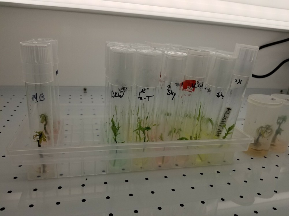 Microclone Tissue Culture Tissueponics Multkit-mT meta Topolin Cannabis Storage
