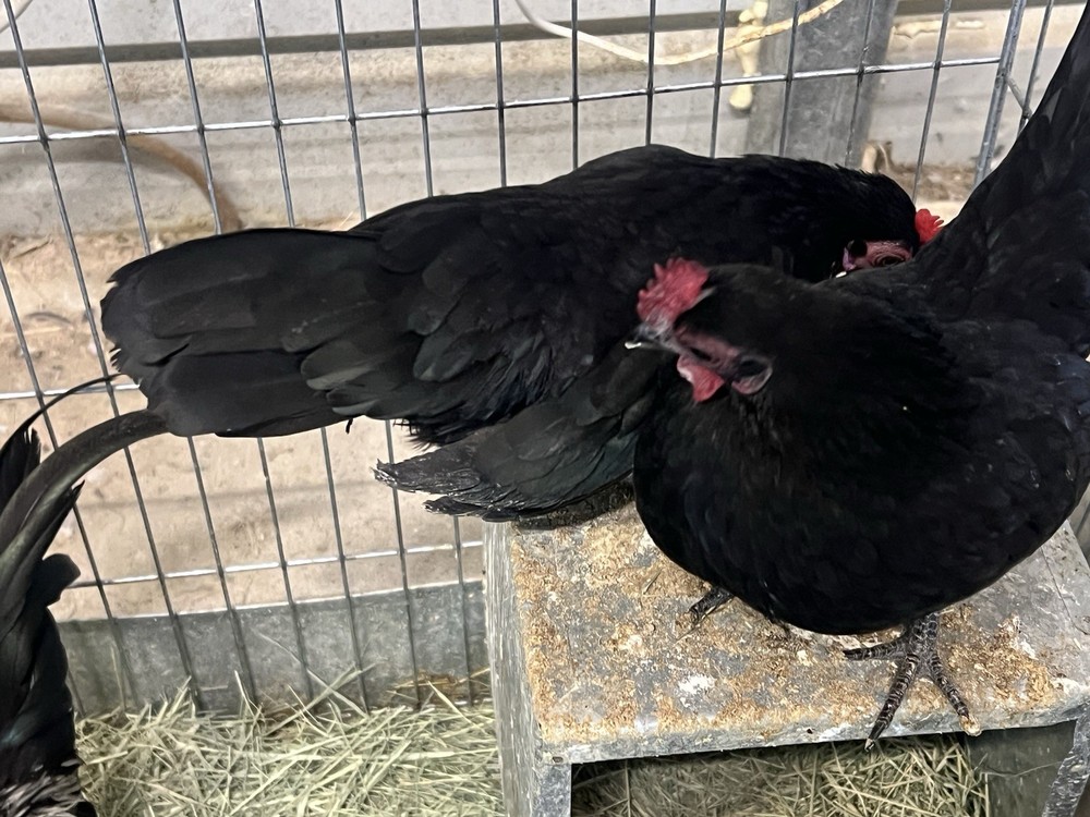 6++ Serama Hatching Eggs