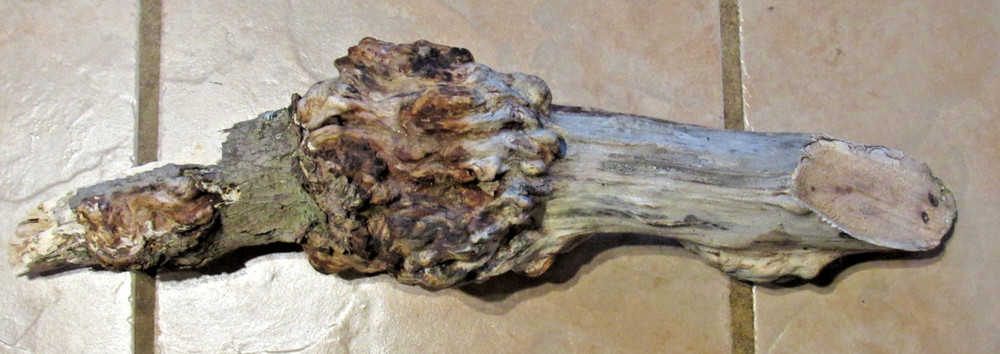 Maple Tree Knot for Decorating or Carving