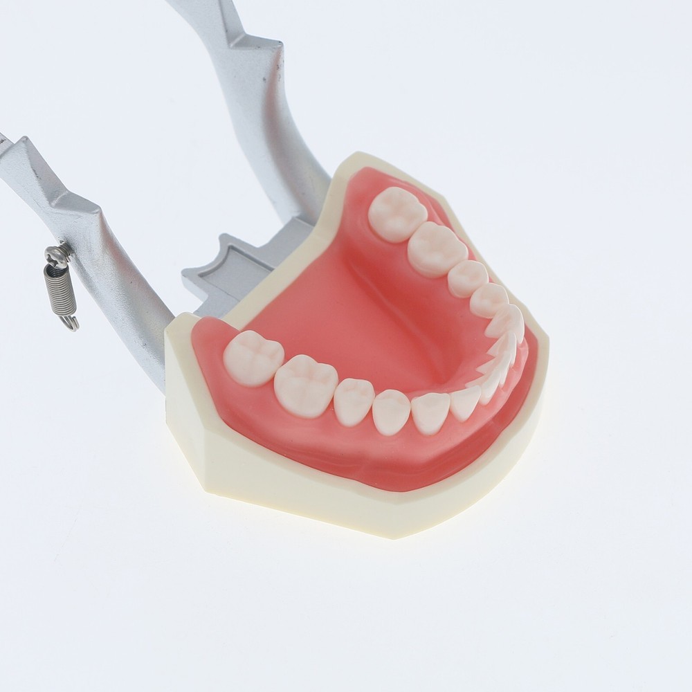 Dental Typodont & Implant Models - Educational, Pathology, Restoration Training