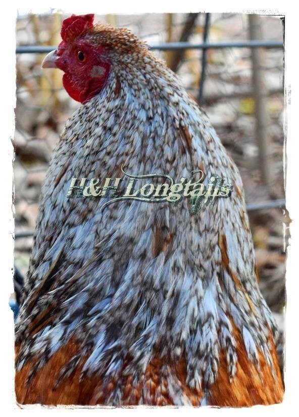6+ Assorted color flytie longtail Chicken hatching eggs L@@K! genetic hackle