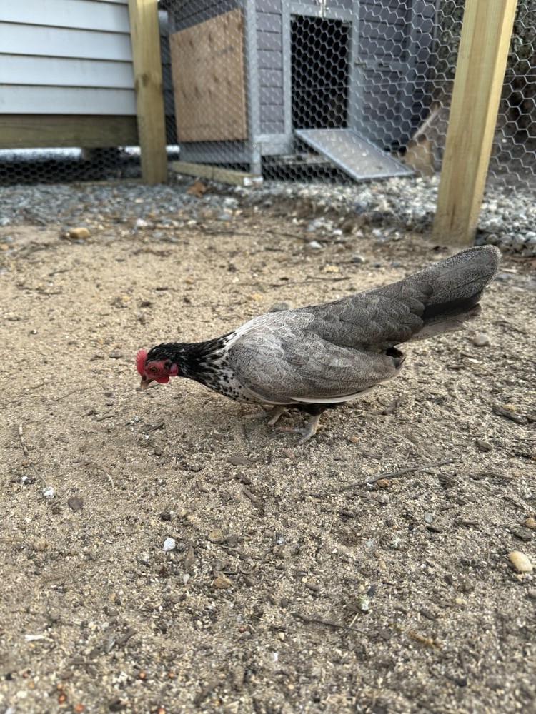 Kikiriki Bantam Hatching Eggs 8++