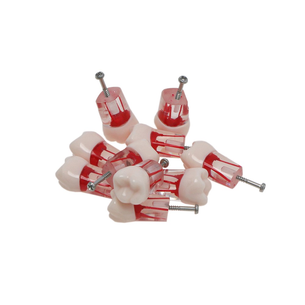 10Pcs Dental Root Teeth Canal Pulp Cavity RCT Endodontic Practice Teeth Model