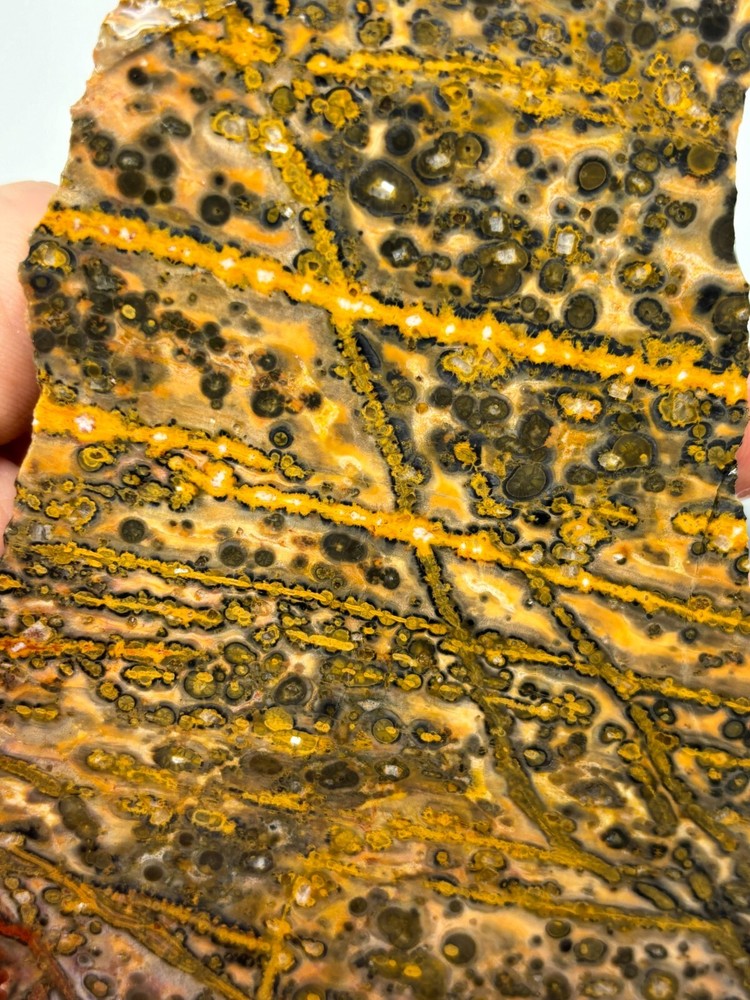 Orbicular Leopard Skin Jasper Slab Lapidary Cabbing Combo Ship Avail