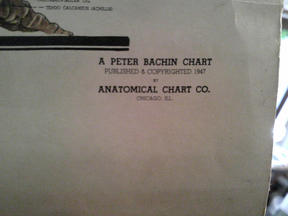 The Skeletal System Peter Bachin Chart 1947