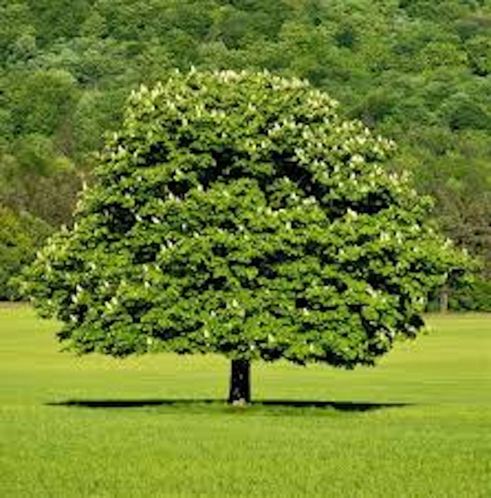 1 Dunstan Chestnut Tree 12-24" Tall Hybrid Tree Bare Root