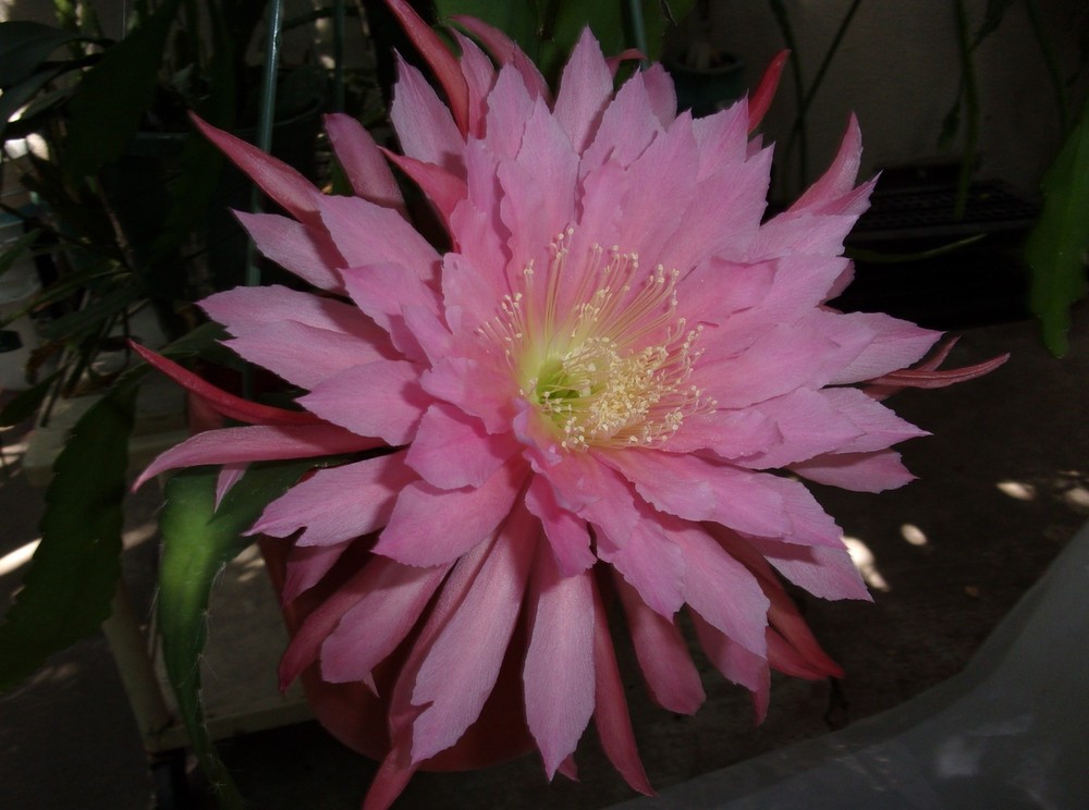 Epiphyllum "TASSEL " Rare- Cutting