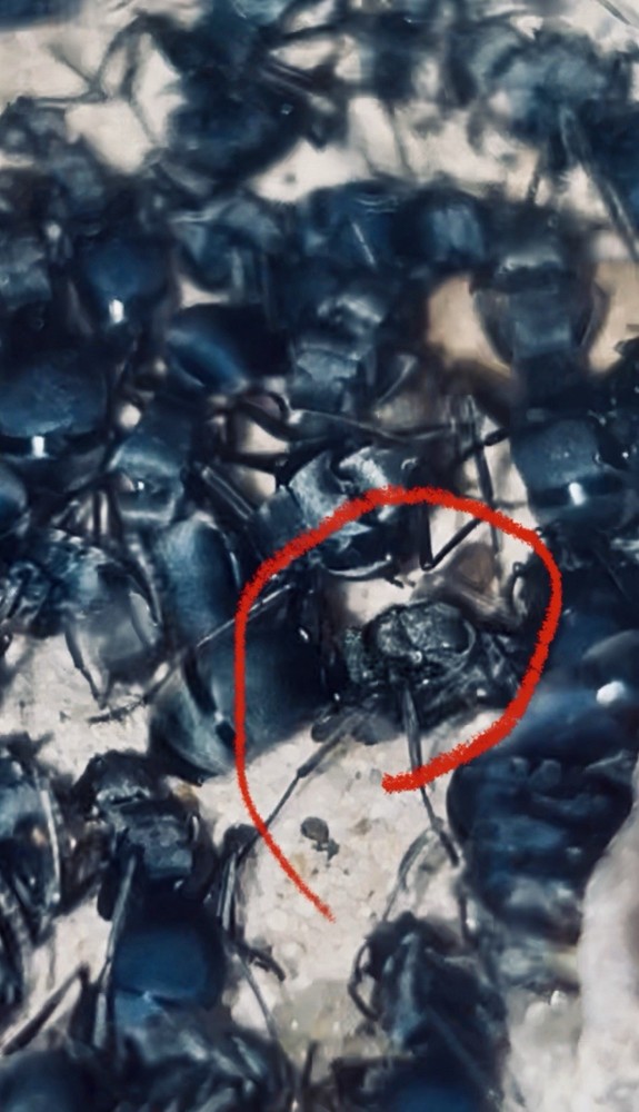 Formicarium