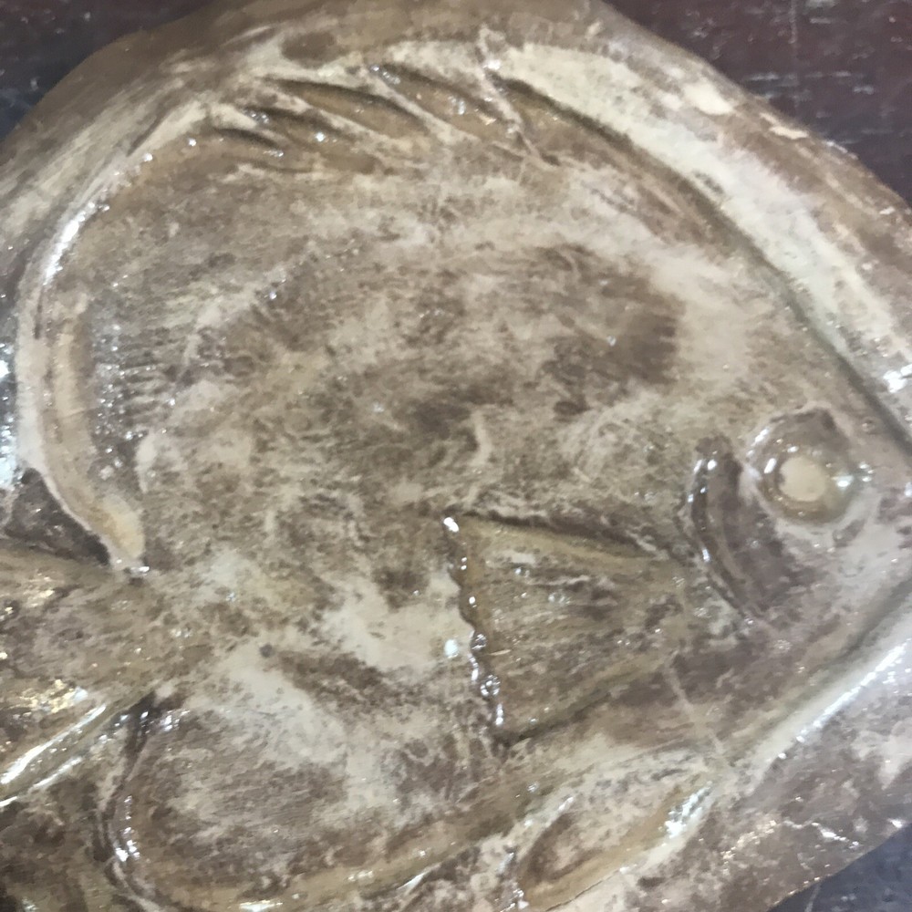 Fossil Fish Fossil