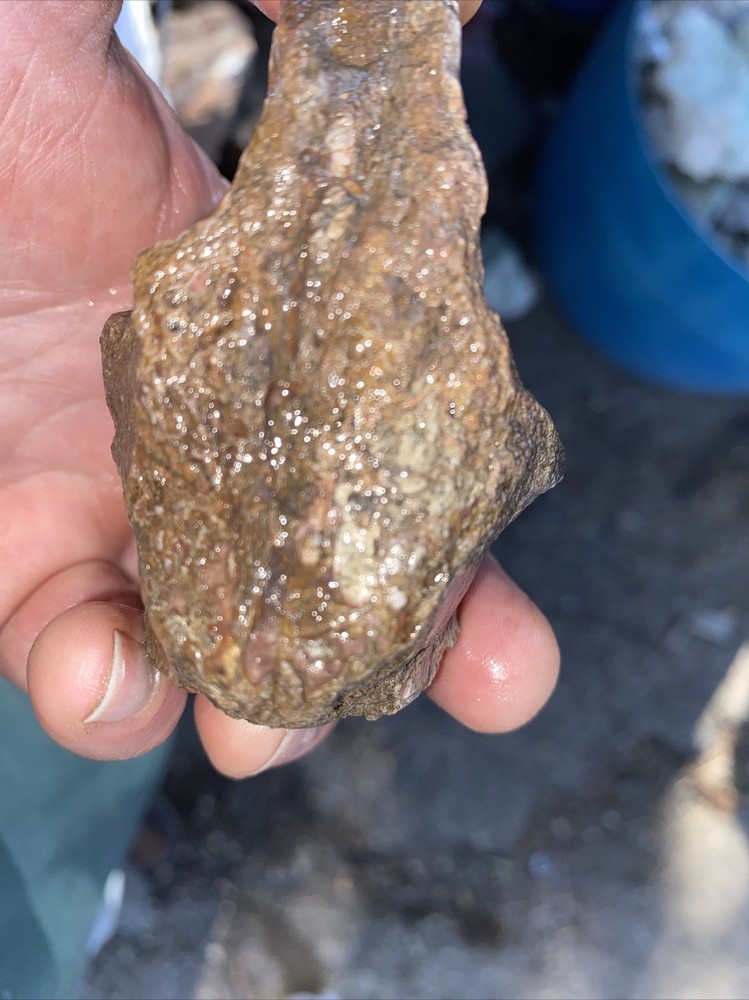 Structural dinosaur bone