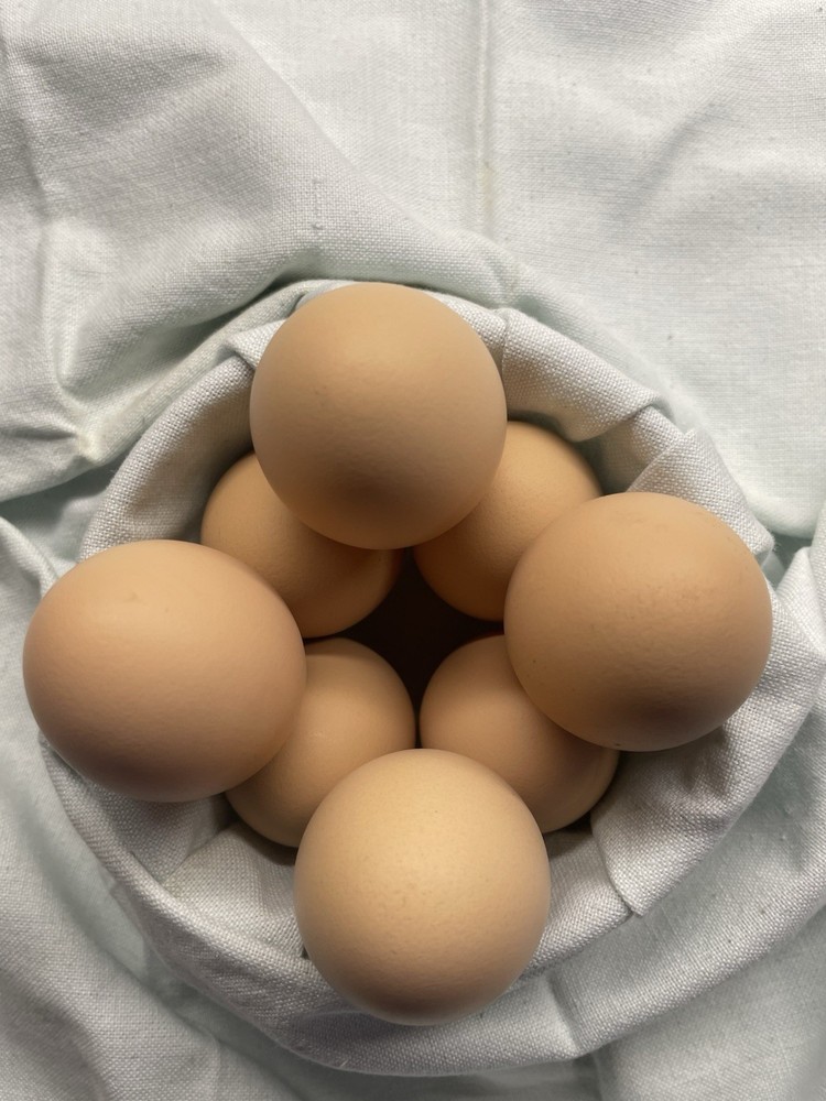 (8) Ayam Cemani Chicken Hatching Eggs