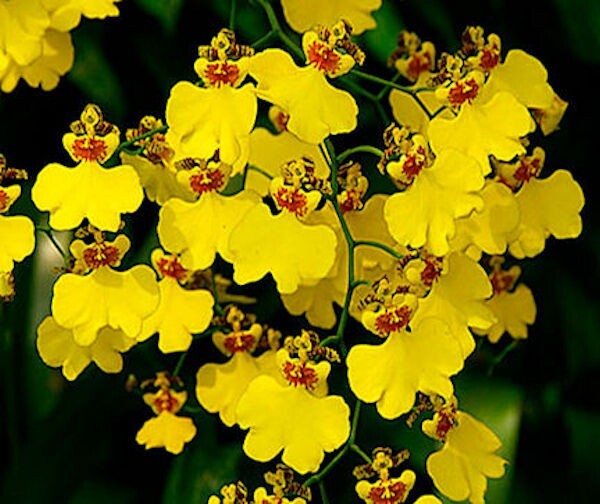 Onc. Gower Ramsey Live Orchid  1B22