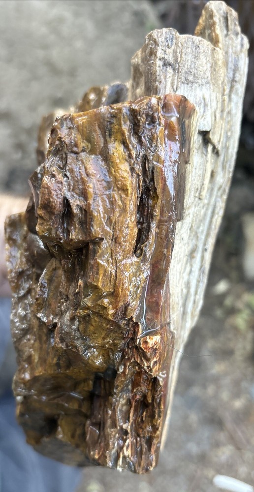 Silver Creek Junction petrified wood