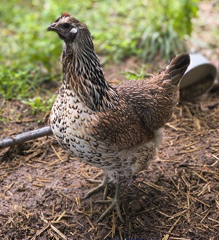 6 Rare Mosaic Hatching Eggs