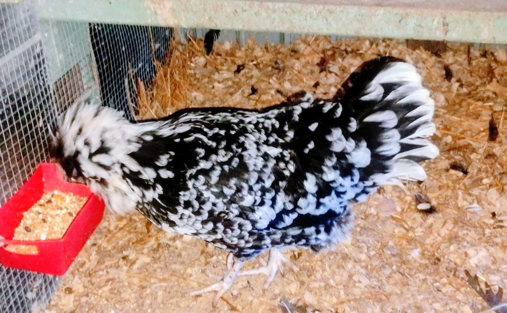 Mottled Houdan Hatching Eggs