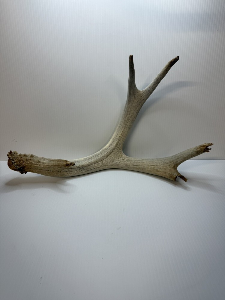 2 Animal Antlers Unknown Animal