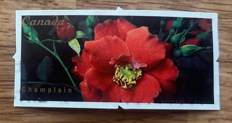 Canada 47 cent  2001 stamp # 1913 Roses Champlain   used