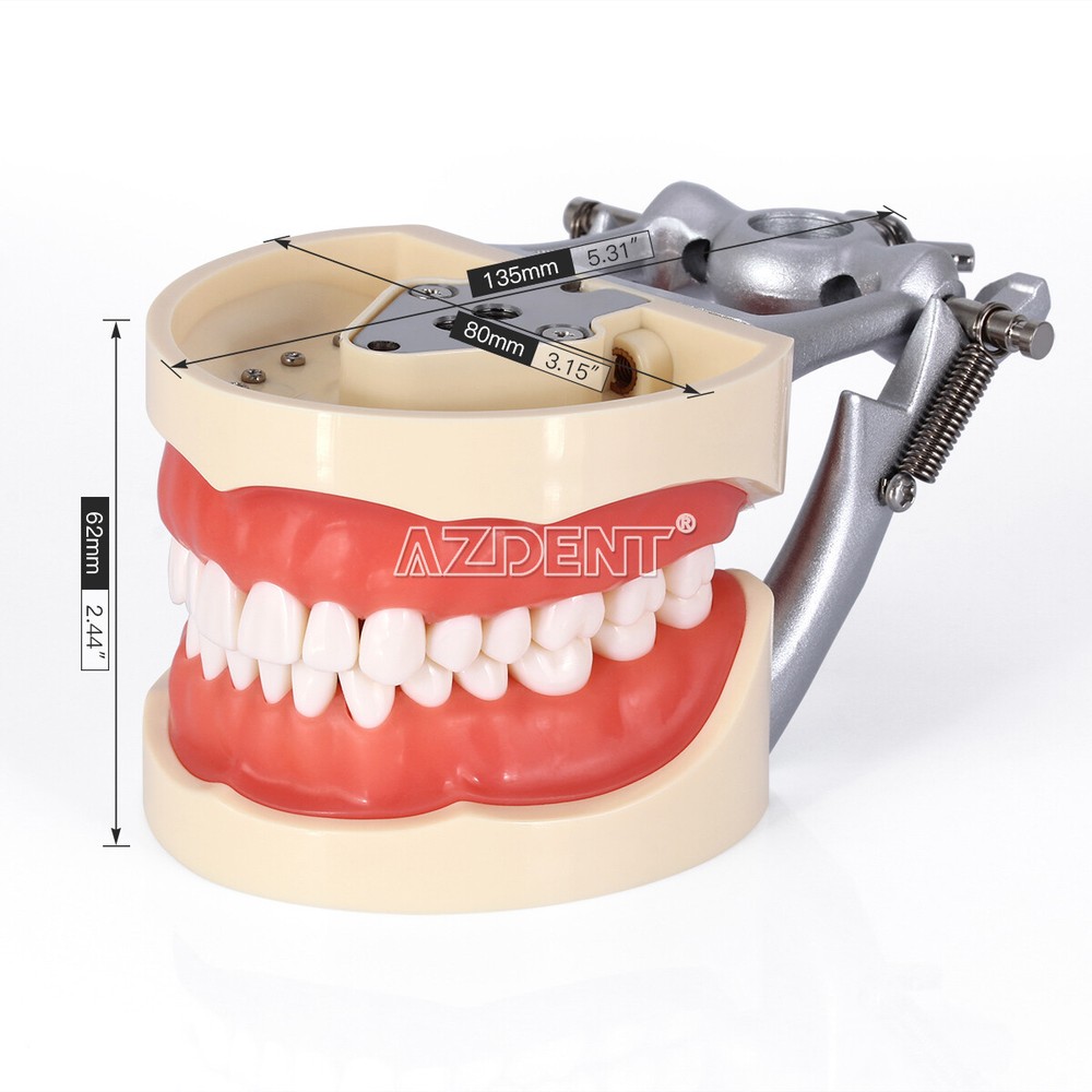 Dental Typodont Model with Removable Teeth M8012 DP 32 demonstration teach study