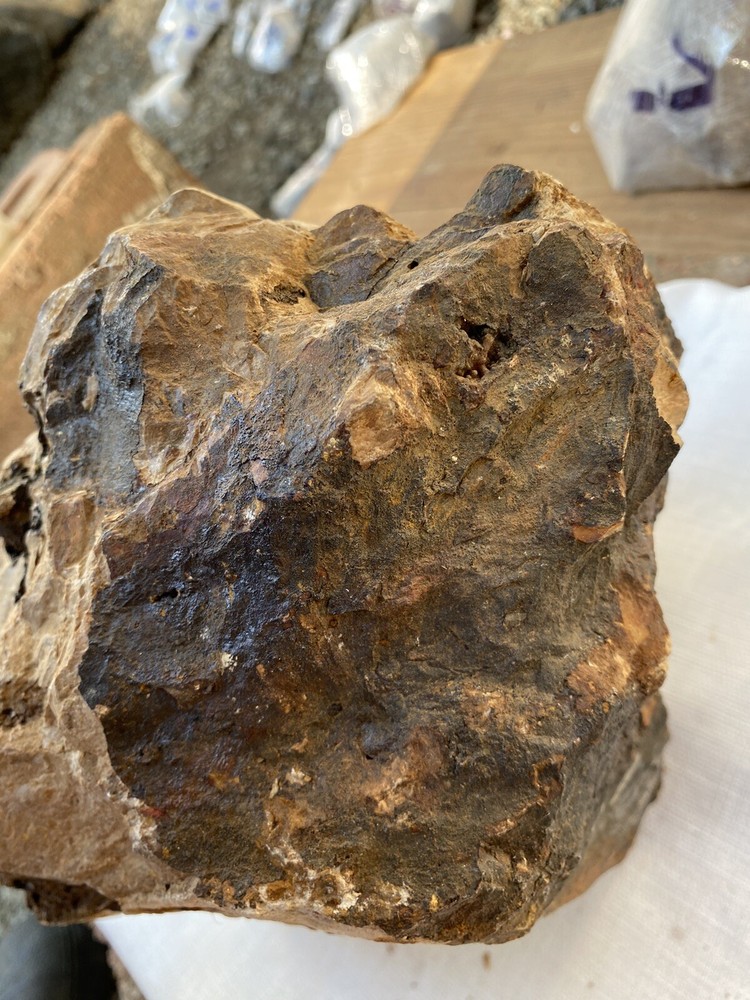 Fossilized And Opalized Fossils