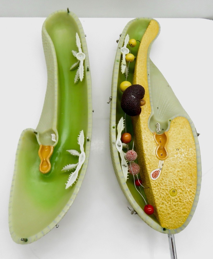 Somso Zos 107 Paramecium Model