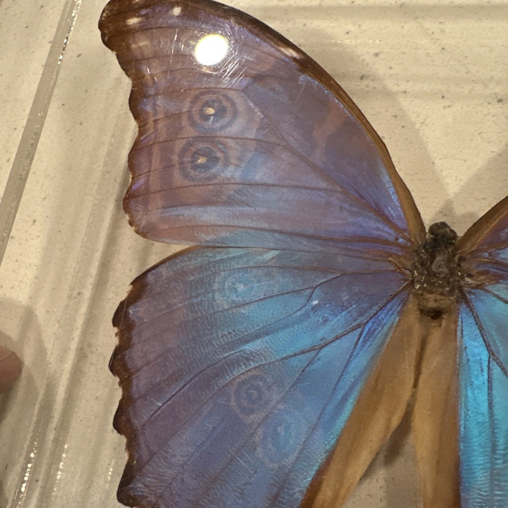 Blue Morpho Butterfly Real Framed 3D Display 8x7 Acrylic Shadow Box