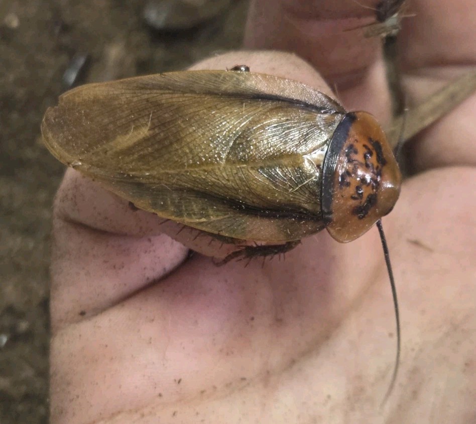 Roach Orange Head (Eublaberus posticus) 10ct MIX SIZE