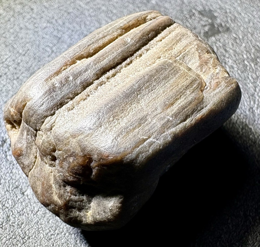 1 oz Petrified Wood