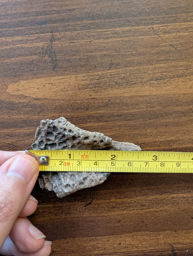 Authentic Alligator Fossil Skull Section Peace River Florida 1+ oz
