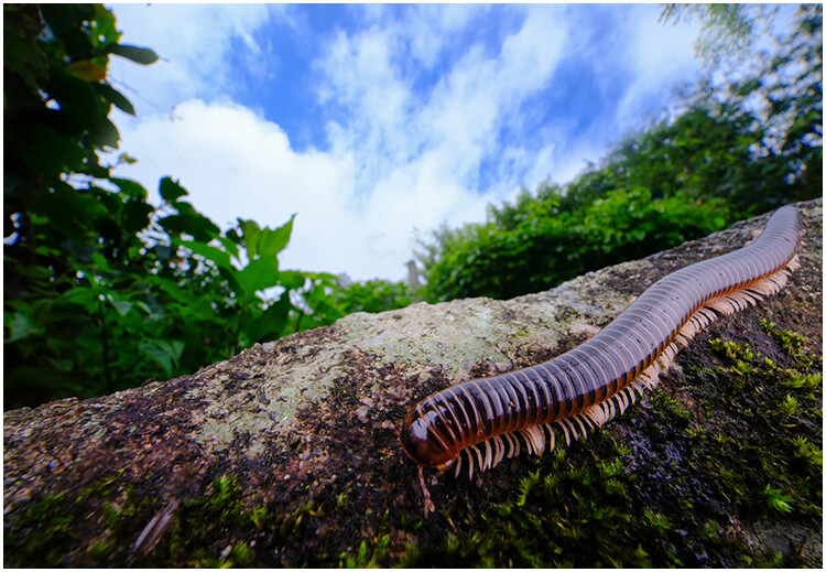 Macro Photography Reflector Cover Soft Light Box Diffuser Cap For Flash Lamp