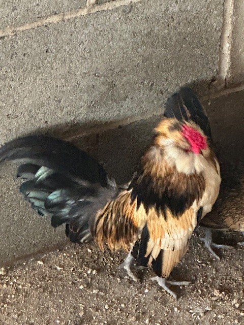 Barbu De Watermal Bantam 6 Plus Hatching Eggs