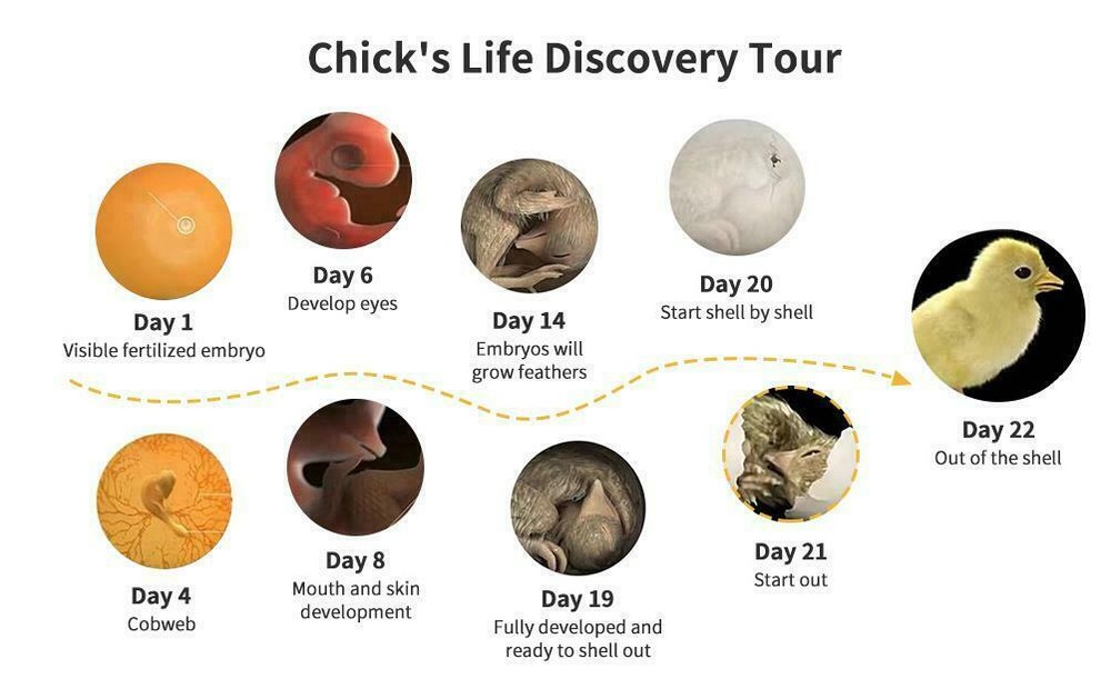 32 Egg Incubator Breeder Digital Egg Incubator Automatic Egg Turning Temperature