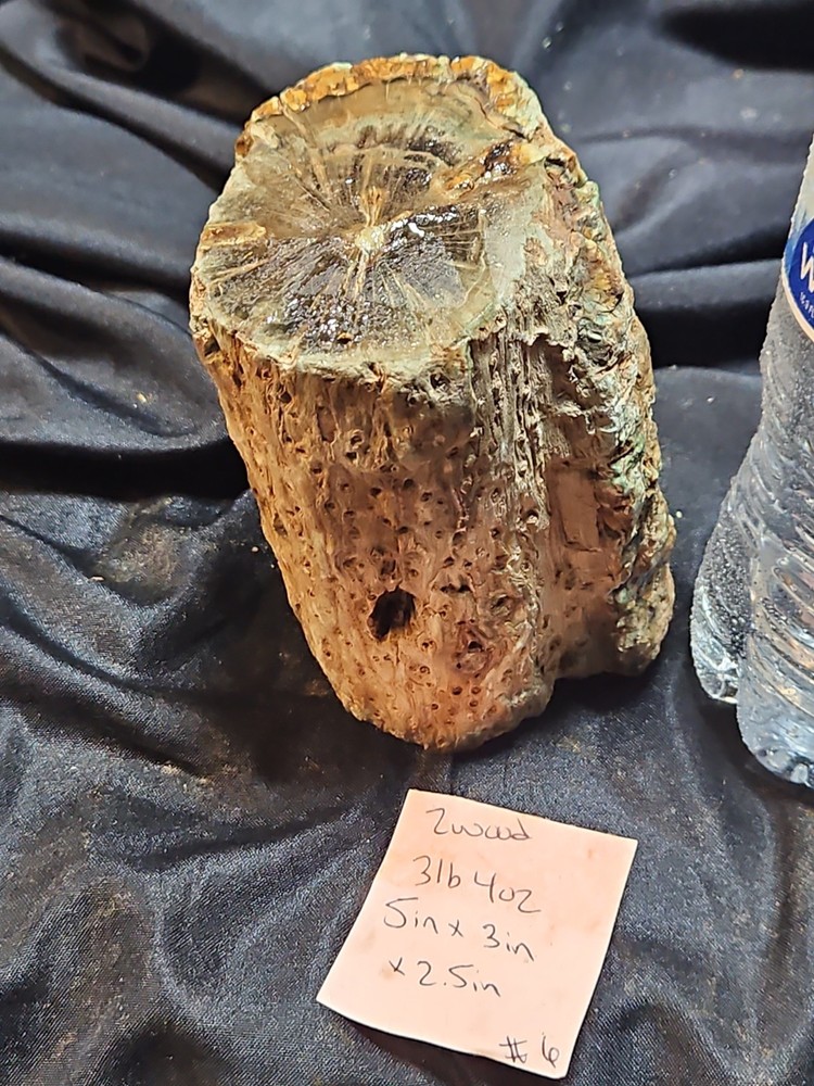 Zimbabwe Petrified Log Specimen (3 Lbs 4 Oz )